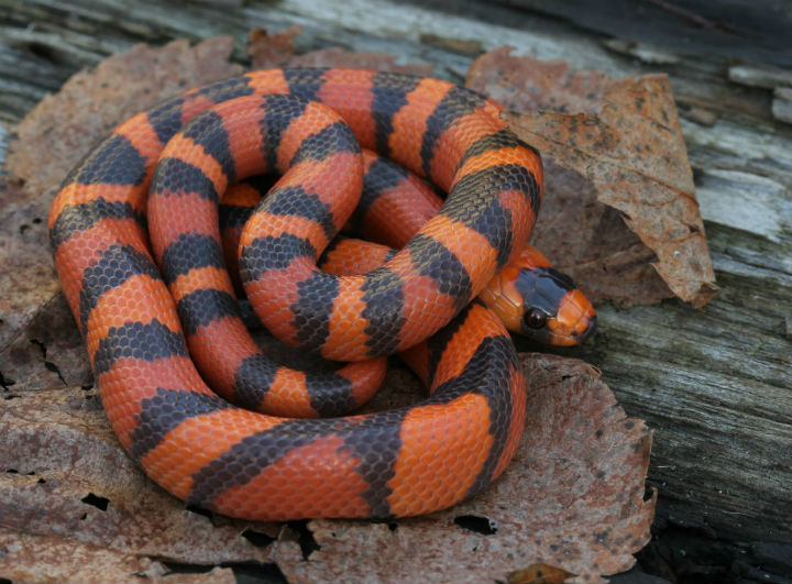 Honduran Milk Snake